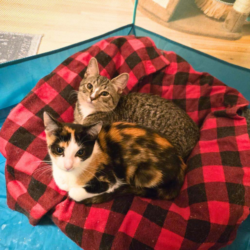 Madeline, a Adoptable Domestic Short Hair in Forest Hills, NY image 2/6