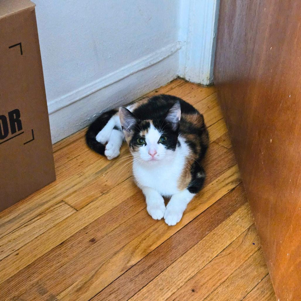 Madeline, a Adoptable Domestic Short Hair in Forest Hills, NY image 3/6