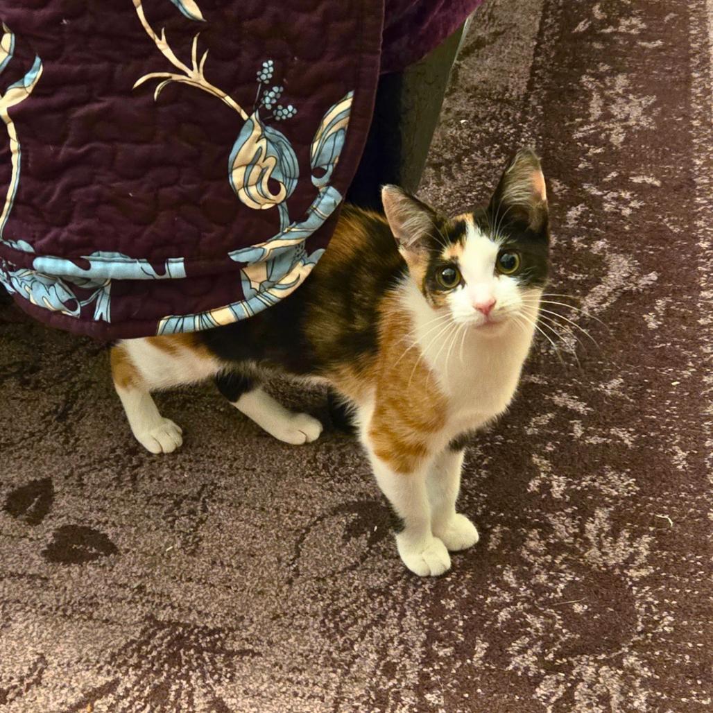 Madeline, a Adoptable Domestic Short Hair in Forest Hills, NY image 4/6