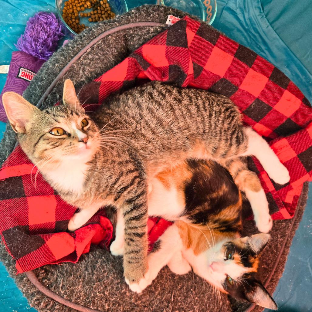 Madeline, a Adoptable Domestic Short Hair in Forest Hills, NY image 5/6