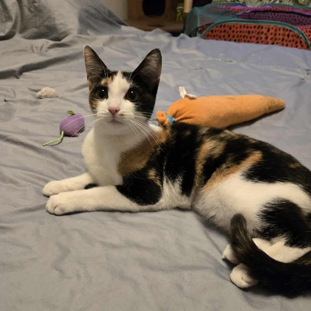 Madeline, a Adoptable Domestic Short Hair in Forest Hills, NY image 6/6