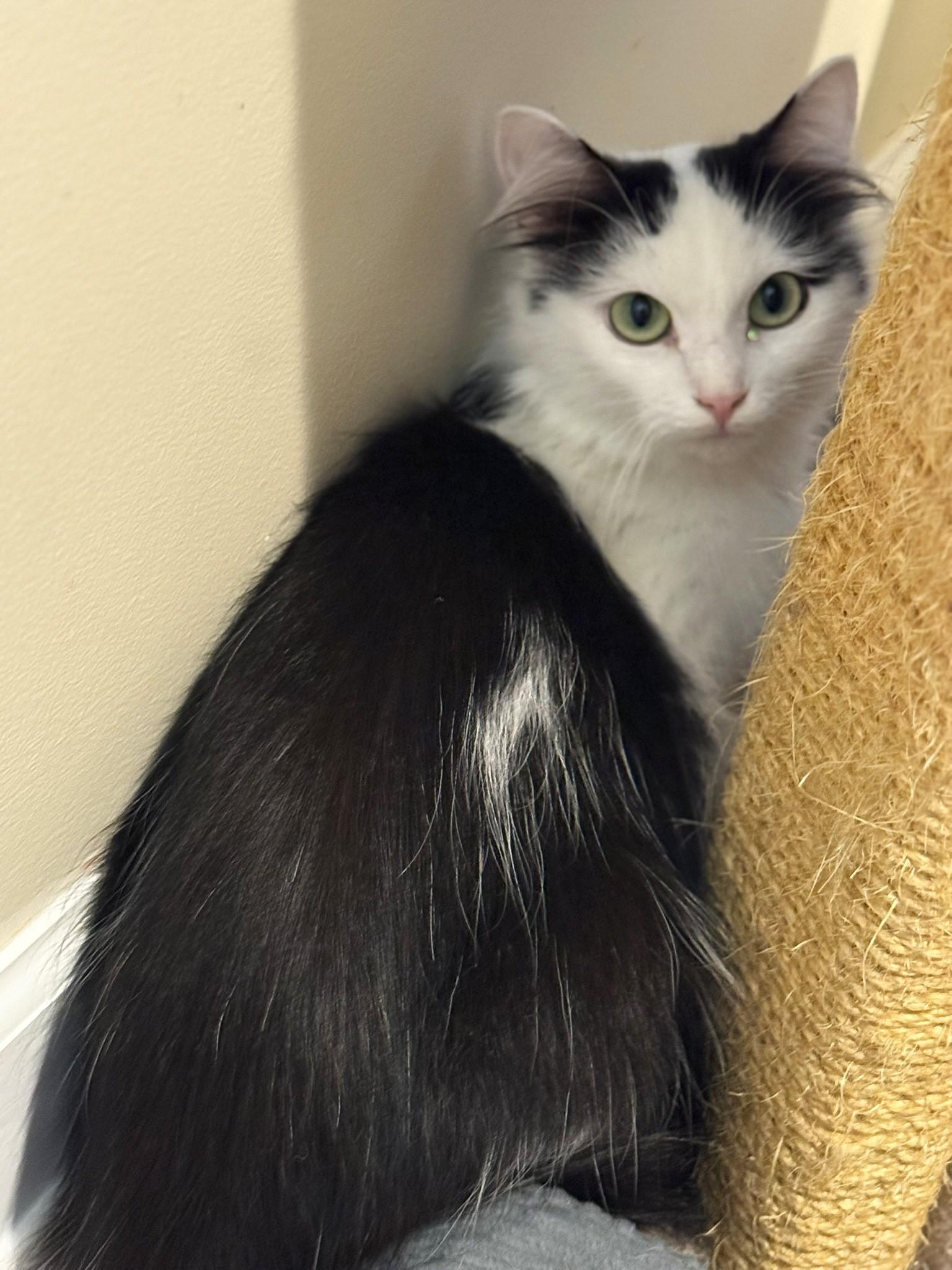 Enlarge Katey, a Adoptable mixed breed in Taylor, MI image 5/6