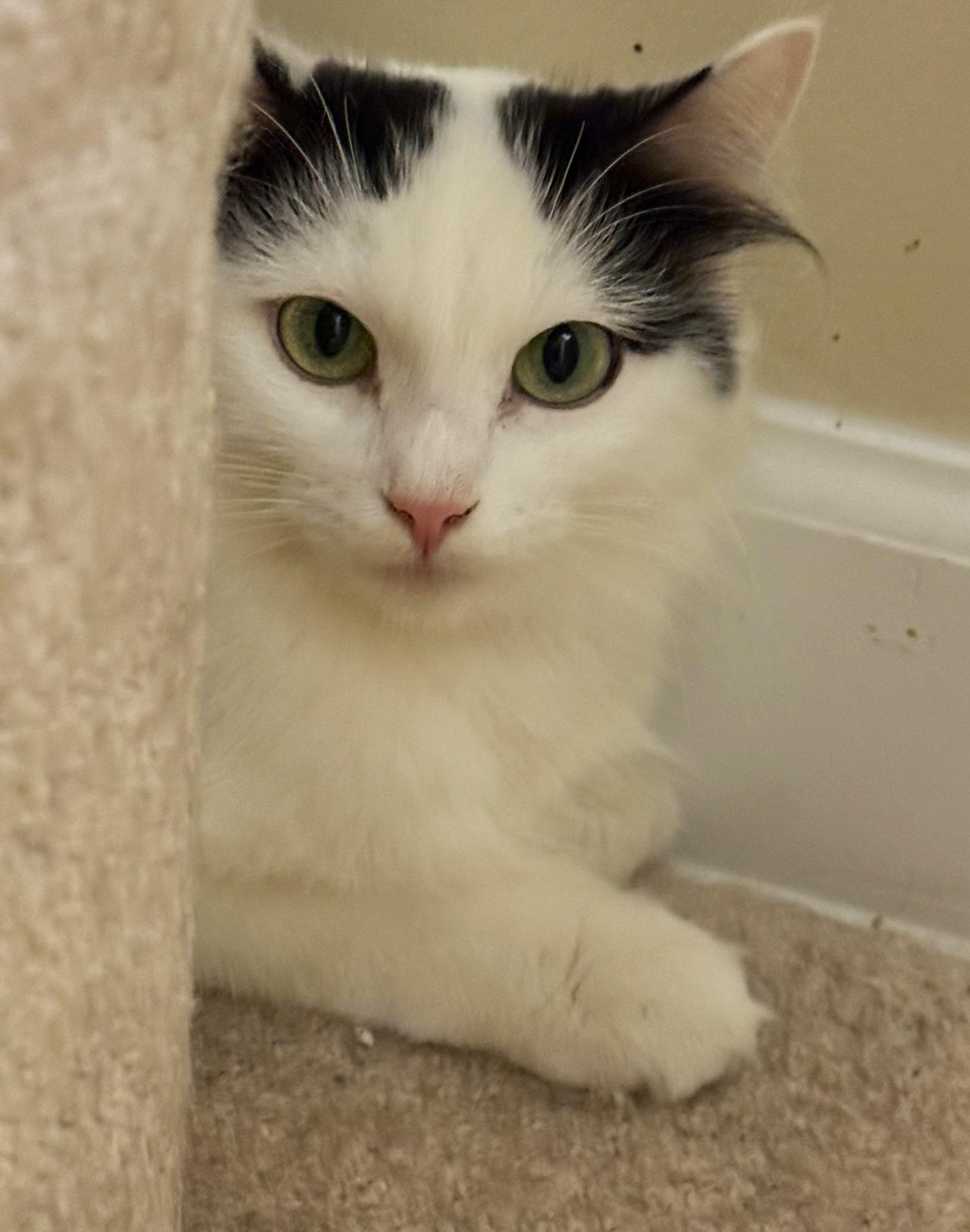 Enlarge Katey, a Adoptable mixed breed in Taylor, MI image 6/6