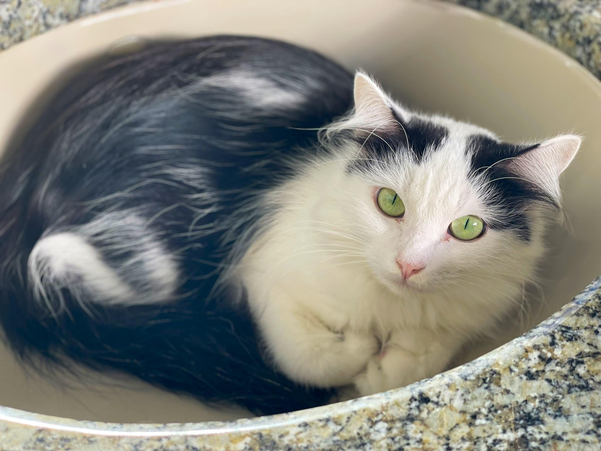 Enlarge Katey, a Adoptable mixed breed in Taylor, MI image 4/6