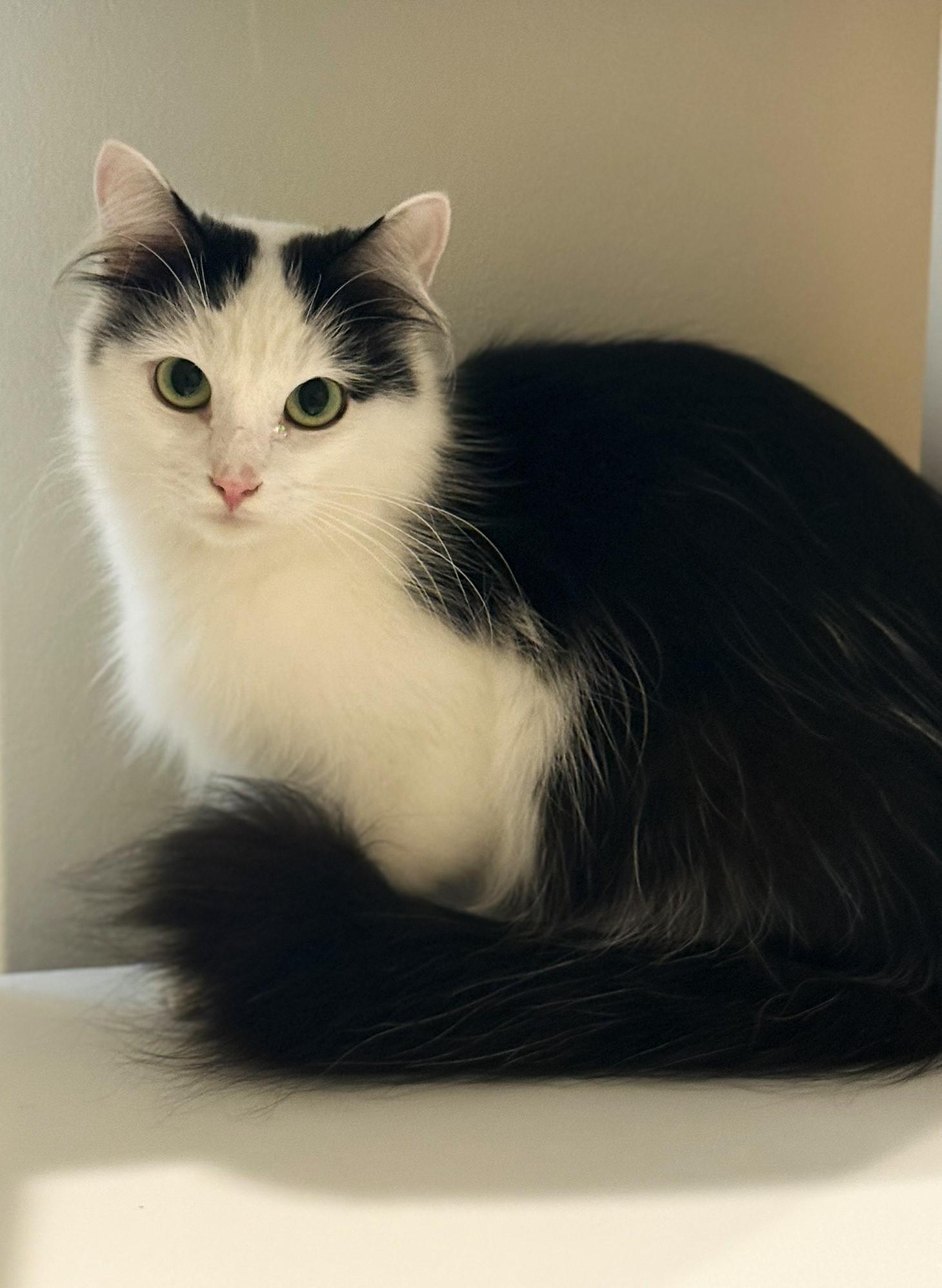 Enlarge Katey, a Adoptable mixed breed in Taylor, MI image 1/6