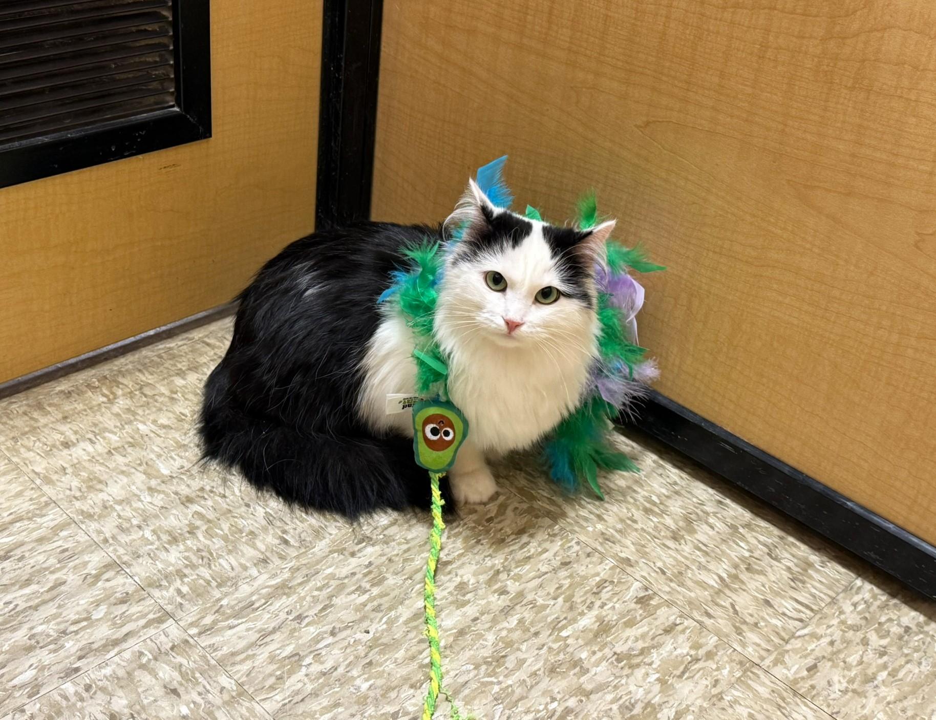 Enlarge Katey  , a Adoptable mixed breed in Taylor, MI image 6/6