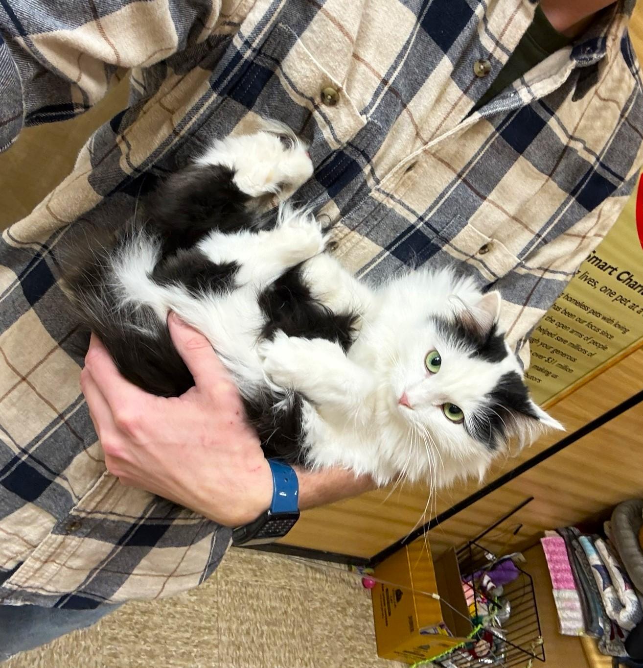 Enlarge Katey  , a Adoptable mixed breed in Taylor, MI image 5/6