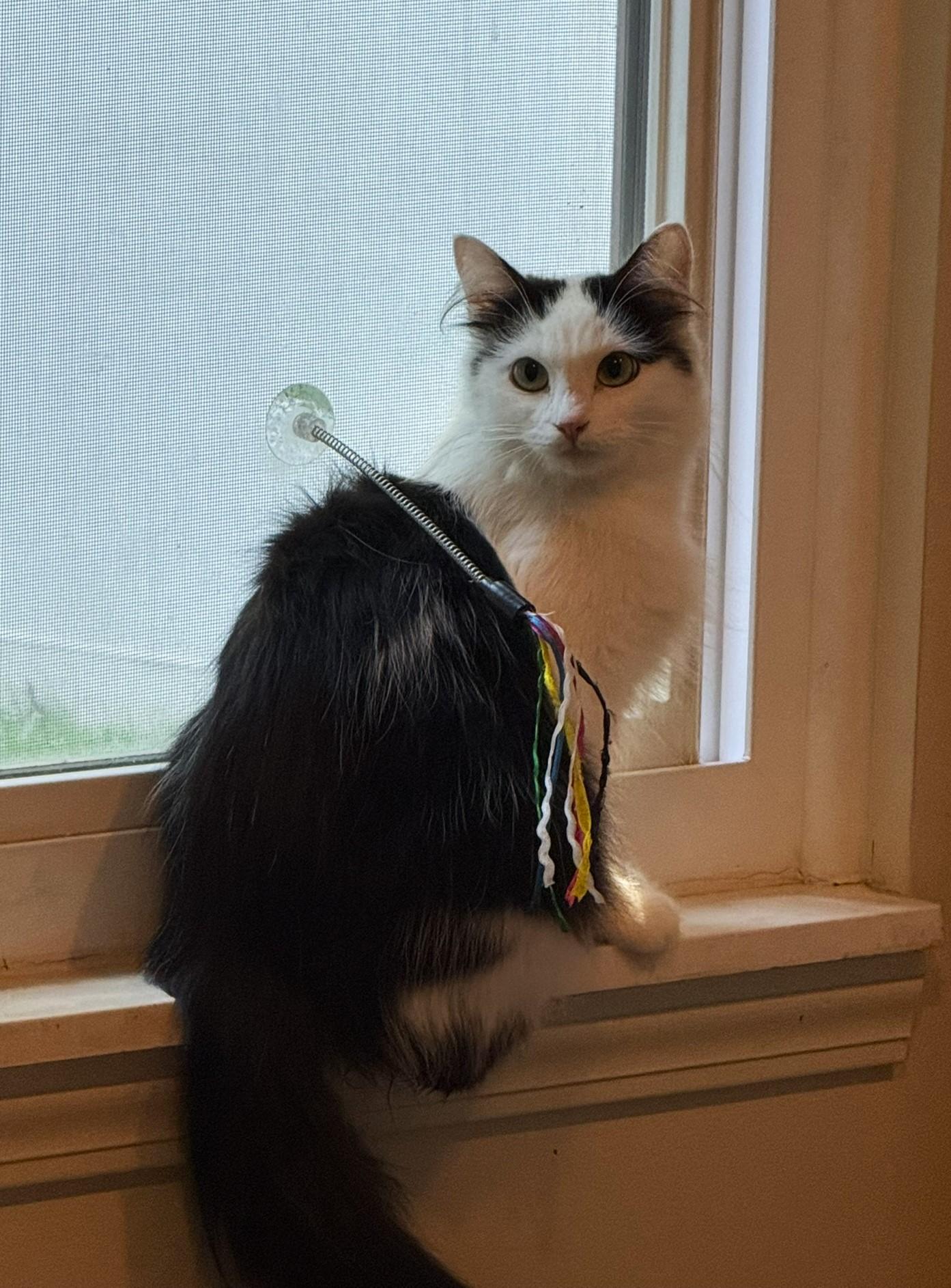 Enlarge Katey, a Adoptable mixed breed in Taylor, MI image 2/6