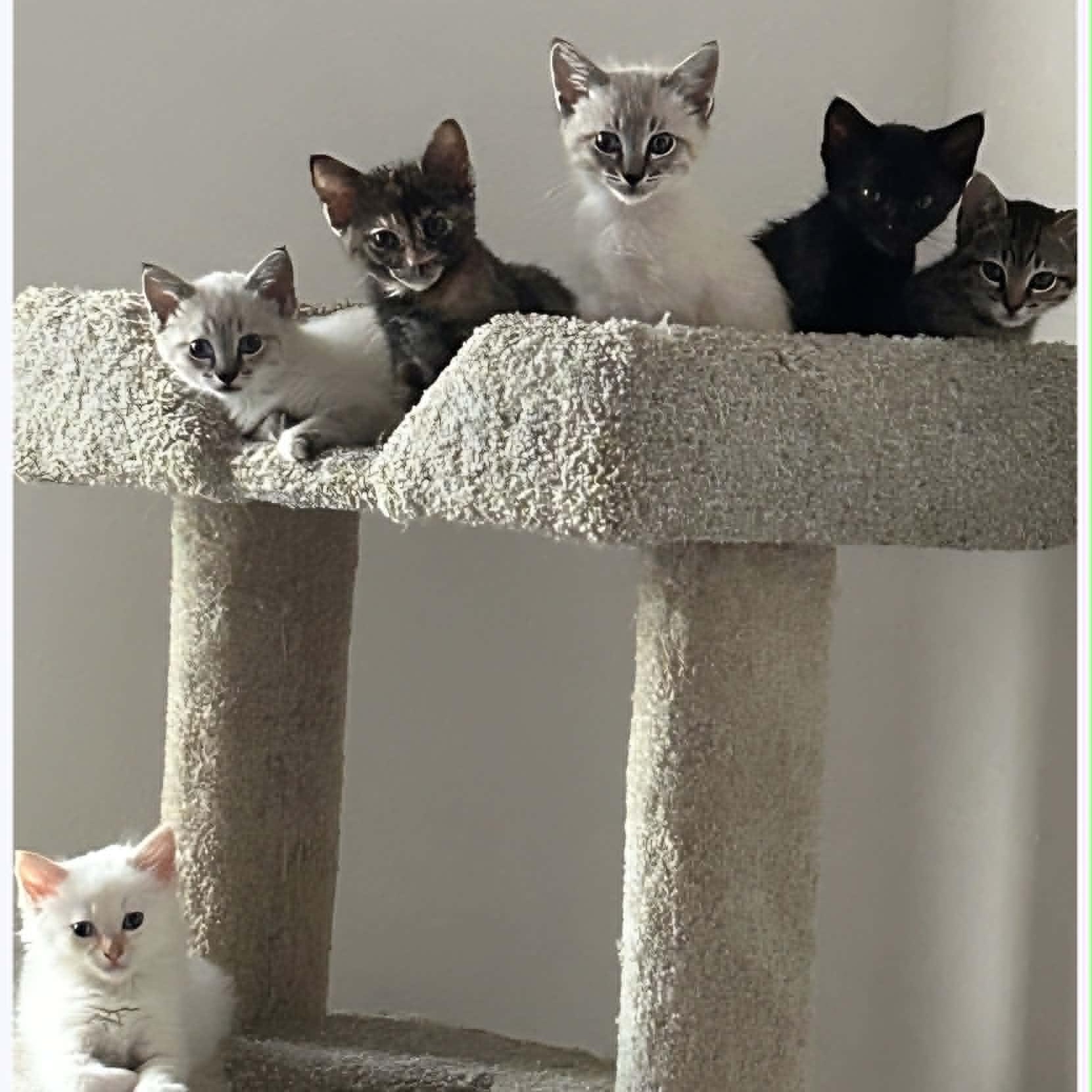 Enlarge Jazzy, an adopted Domestic Short Hair in San Anselmo, CA image 2/3
