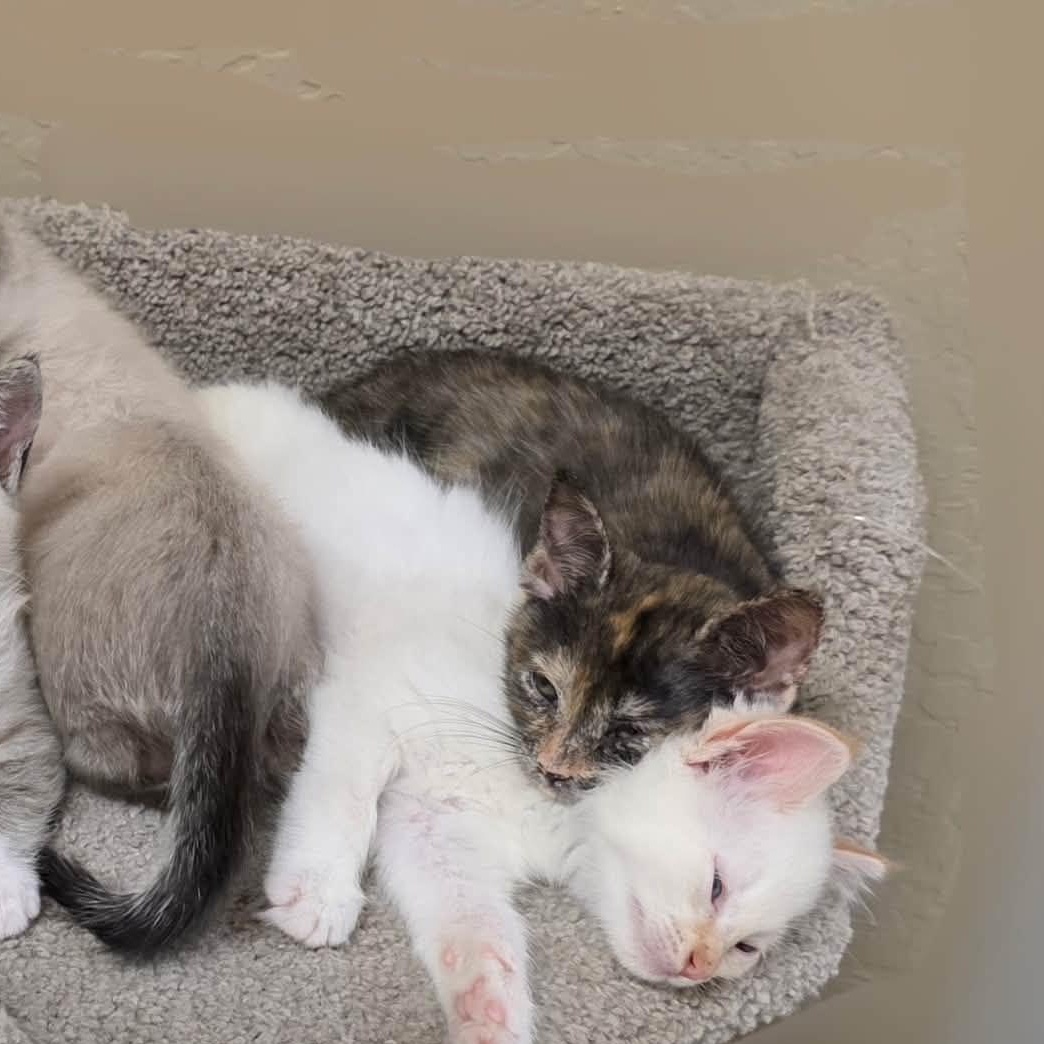 Enlarge Jazzy, an adopted Domestic Short Hair in San Anselmo, CA image 3/3