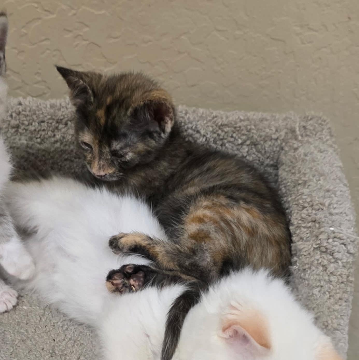 Jazzy, adopted, Kitten Female Domestic Short Hair.