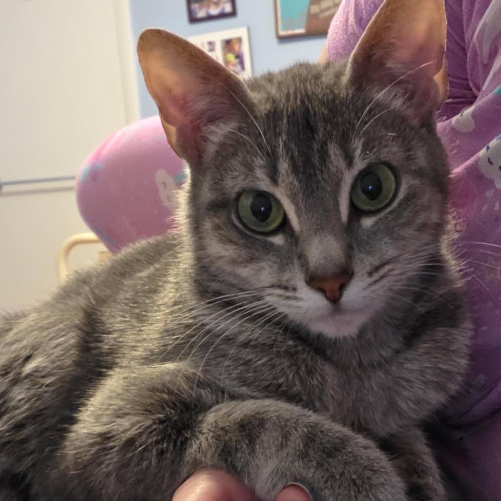 Sunny Side Up, adopted, Adult Female Domestic Short Hair.