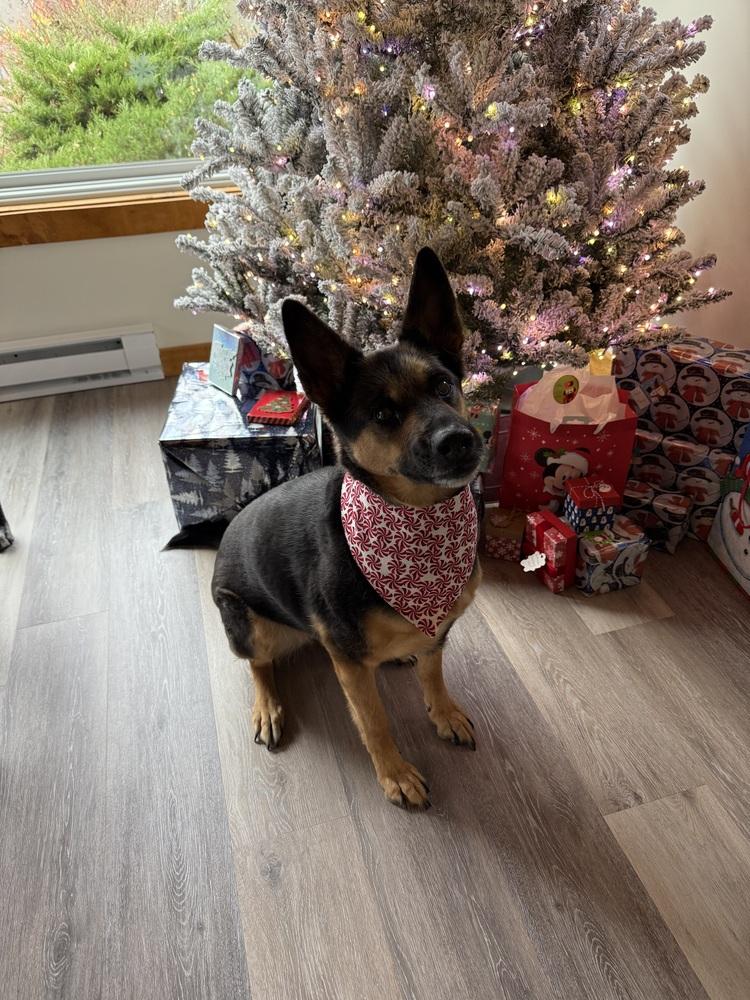 Junie, Adoptable, Adult Female German Shepherd Dog.