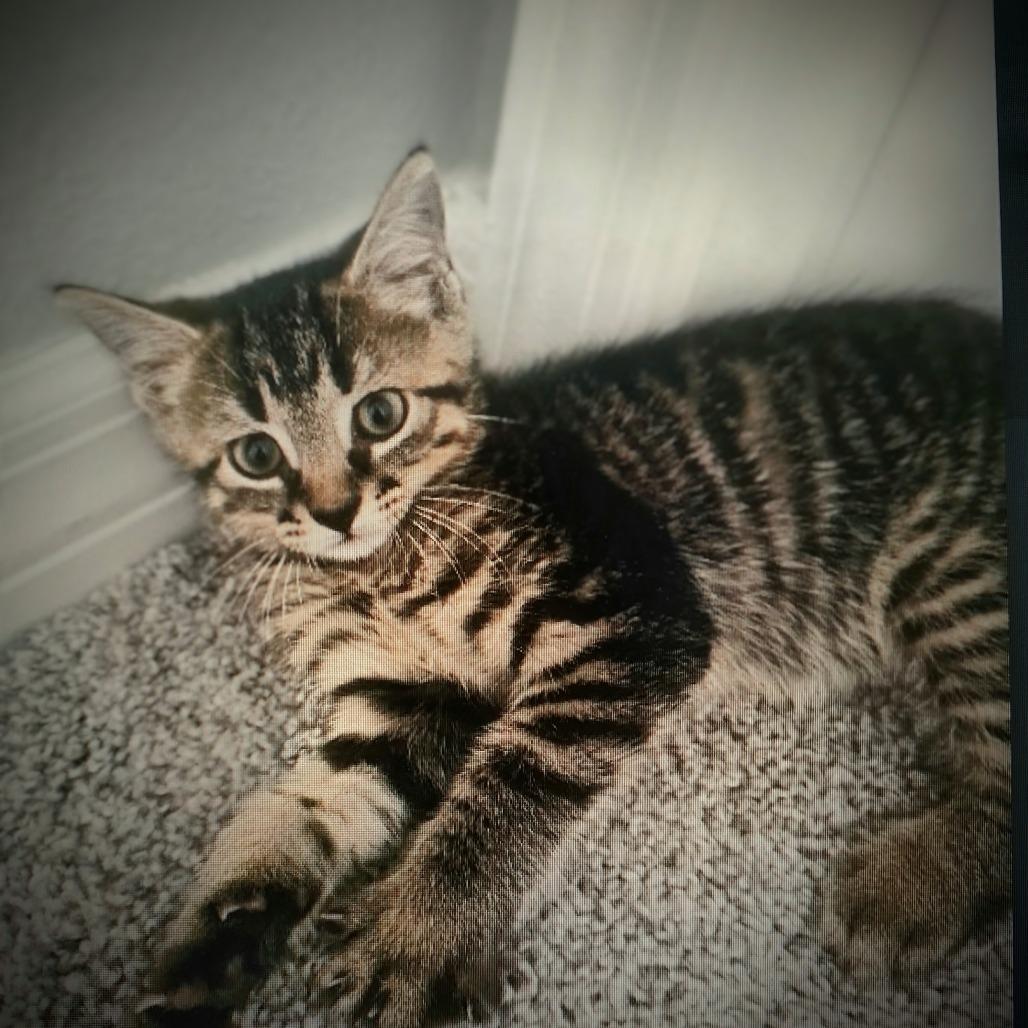 Bree, Adoptable, Kitten Female Domestic Short Hair.