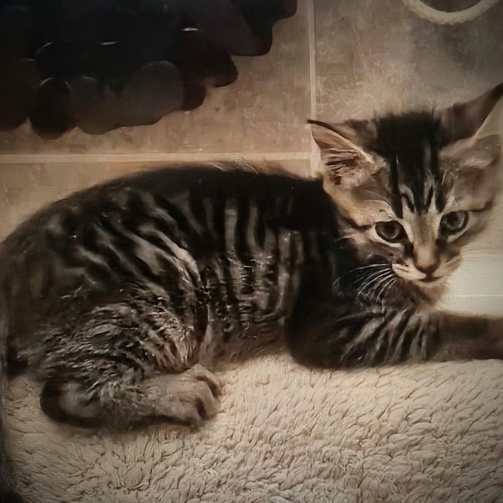 Enlarge Bree, a Adoptable Domestic Short Hair in Lake Panasoffkee, FL image 2/4