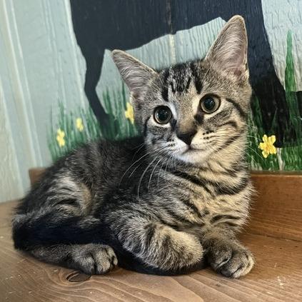 Enlarge Bree, a Adoptable Domestic Short Hair in Lake Panasoffkee, FL image 3/4
