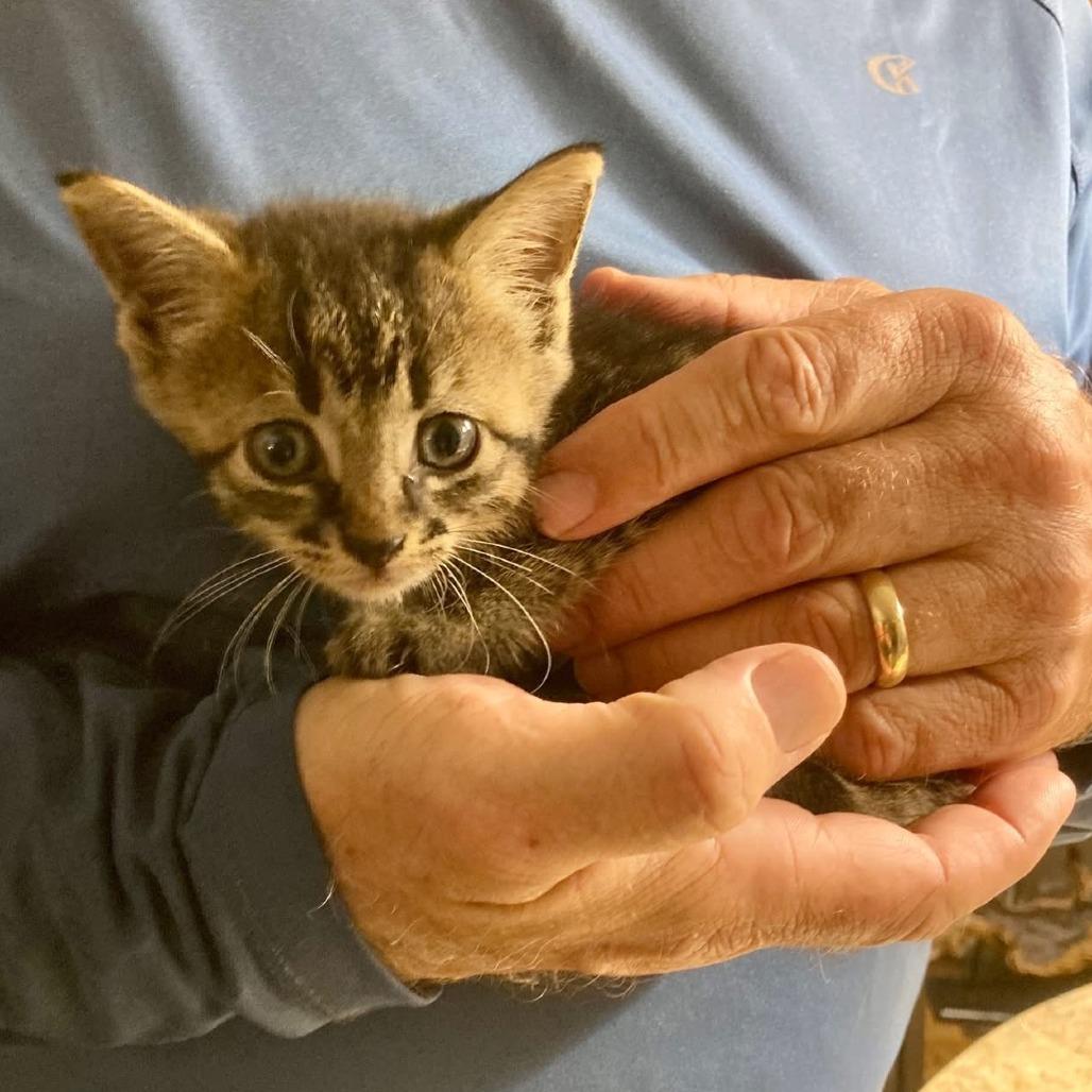 Enlarge Bree, a Adoptable Domestic Short Hair in Lake Panasoffkee, FL image 4/4