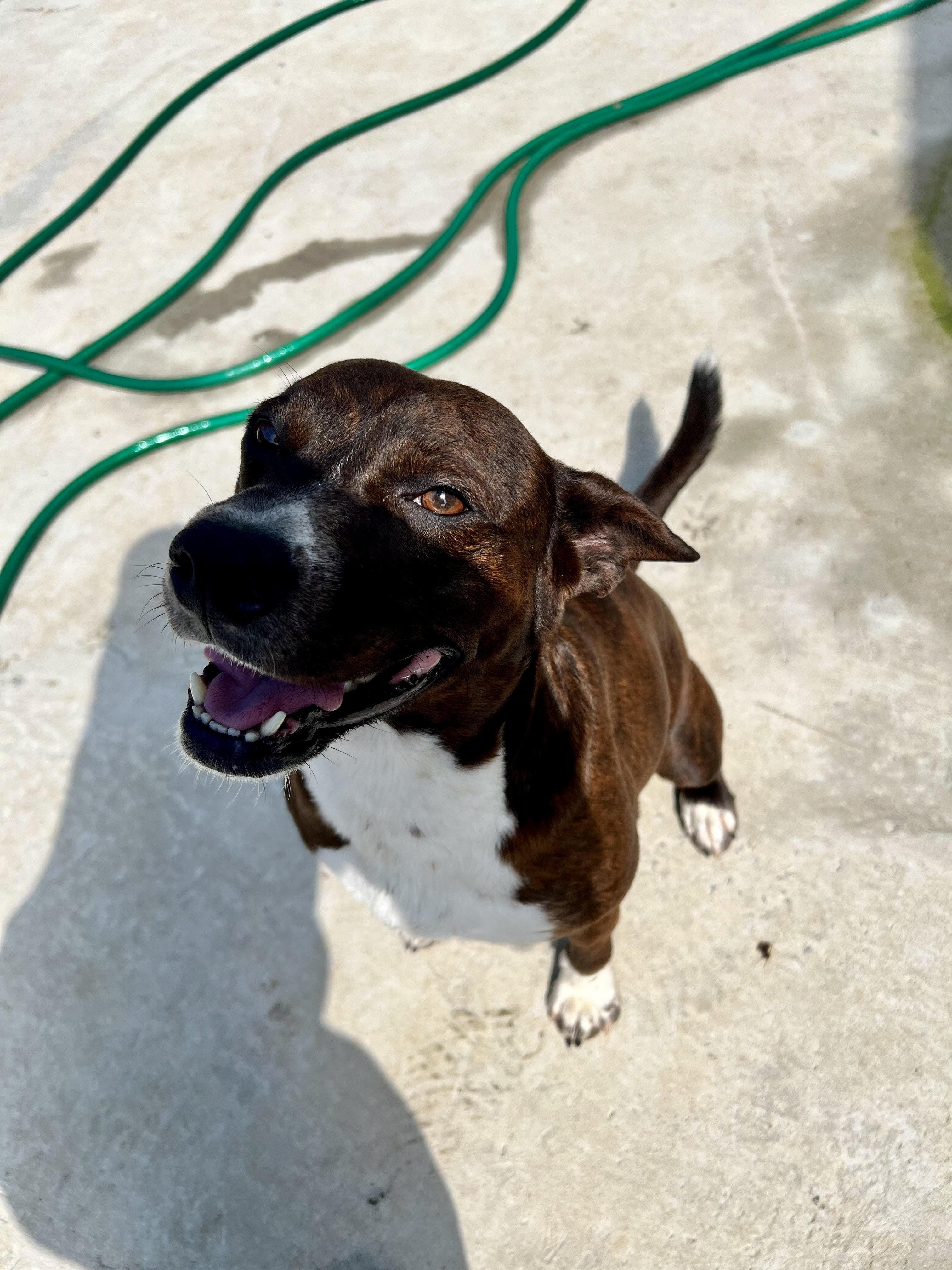Enlarge Leno, a Adoptable mixed breed in Tracy City , TN image 1/3