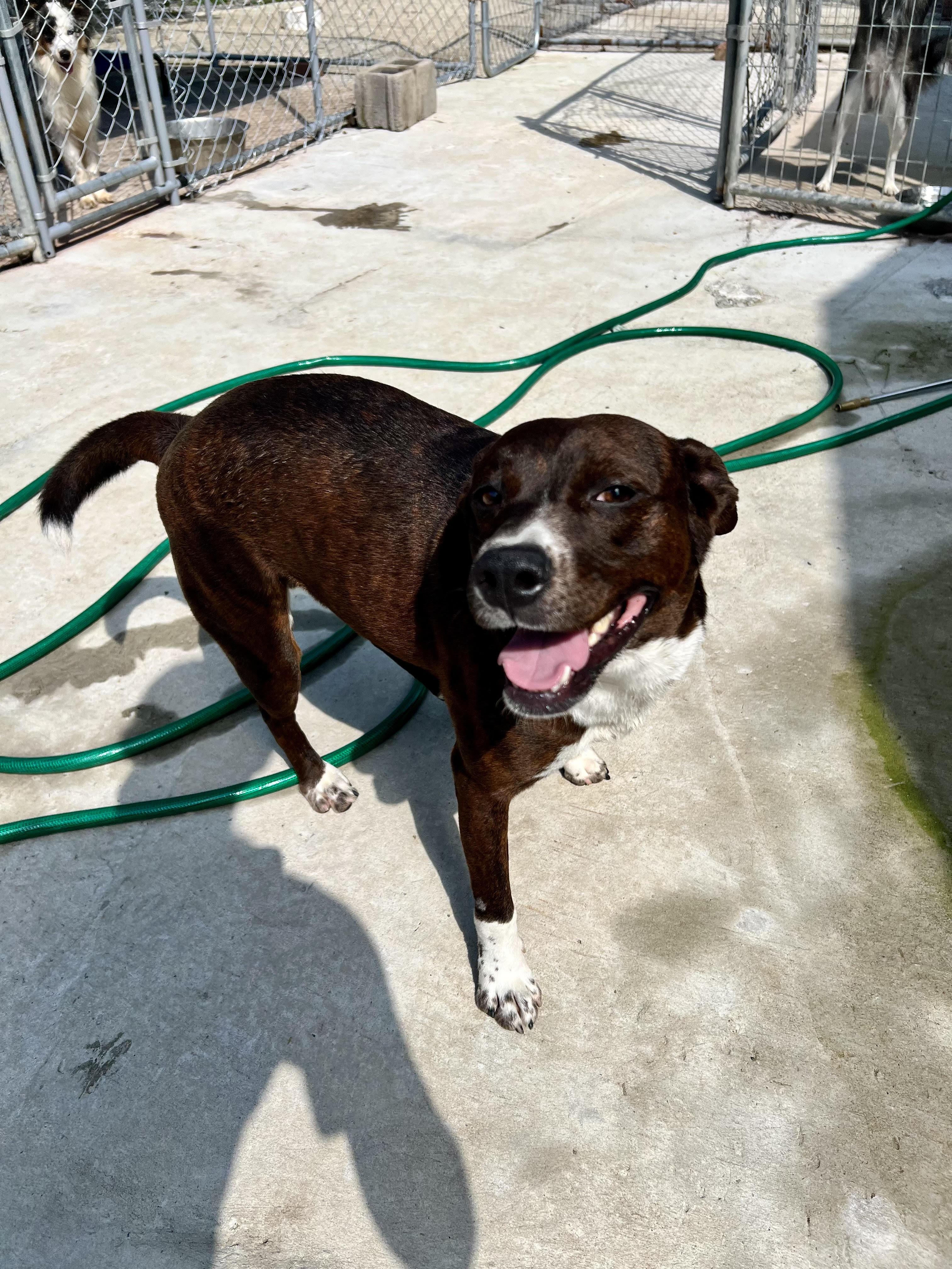 Enlarge Leno, a Adoptable mixed breed in Tracy City , TN image 3/3