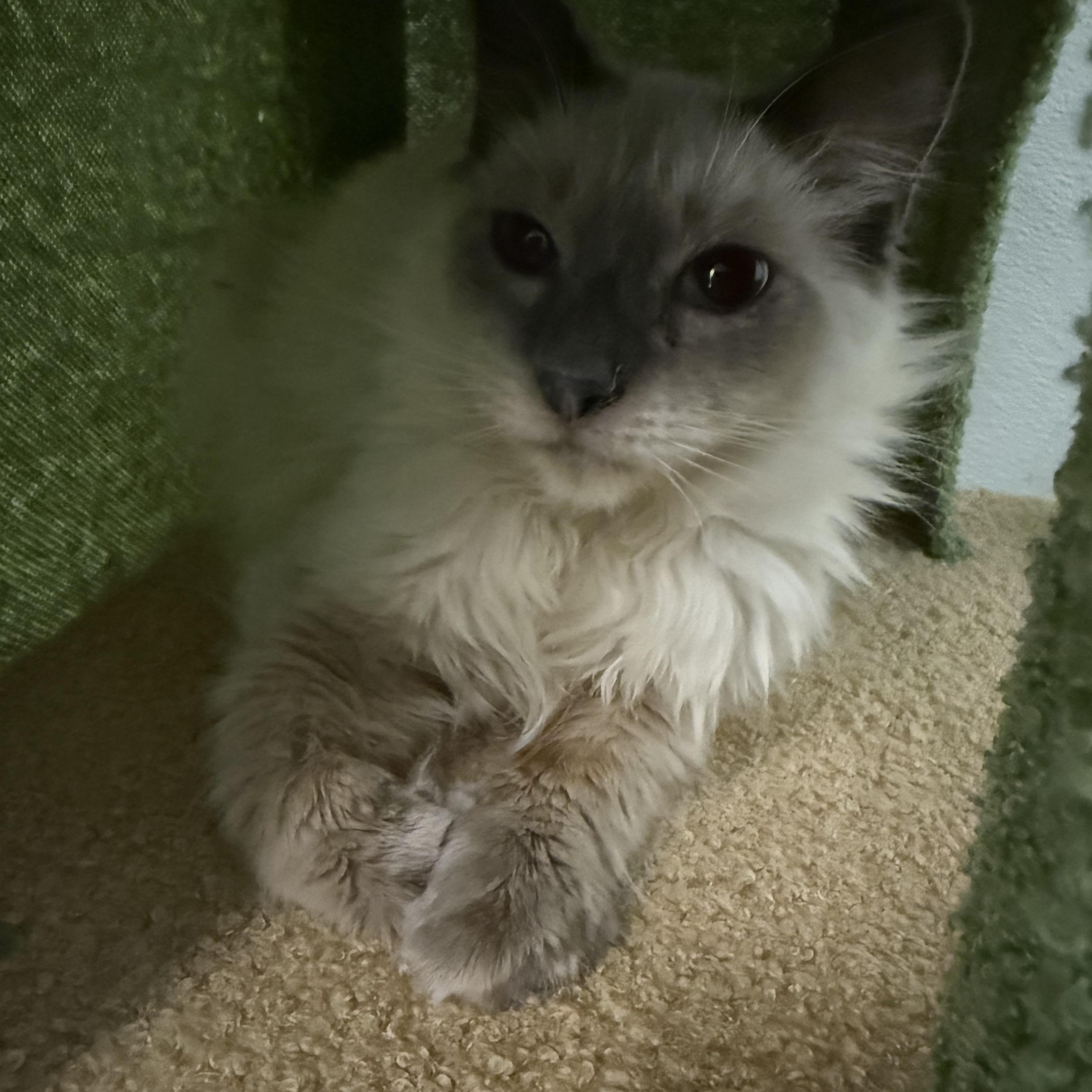 Enlarge Ardi and Onyx, an adopted Ragdoll in Pomona, CA image 5/6