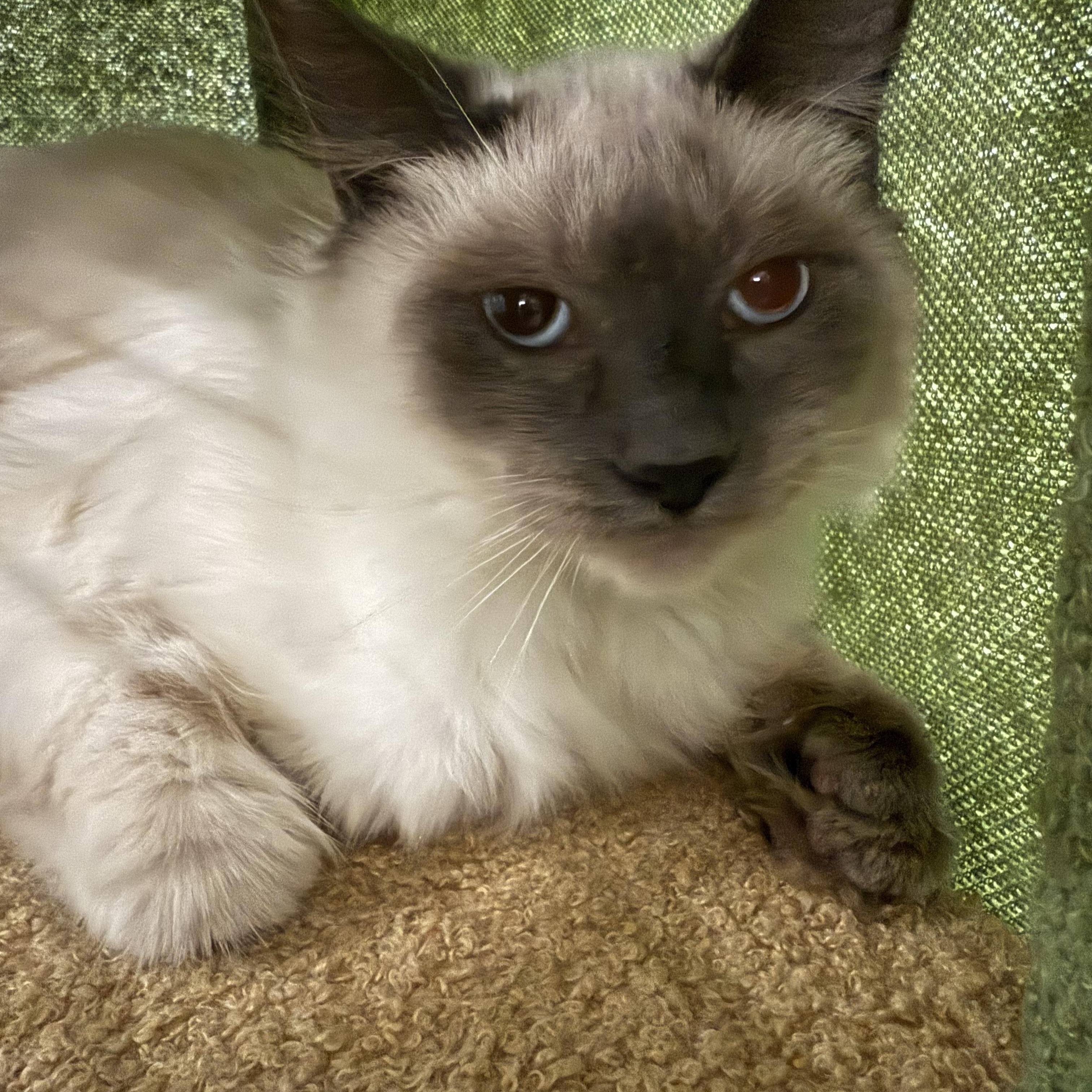 Ardi and Onyx, adopted, Kitten Male Ragdoll.