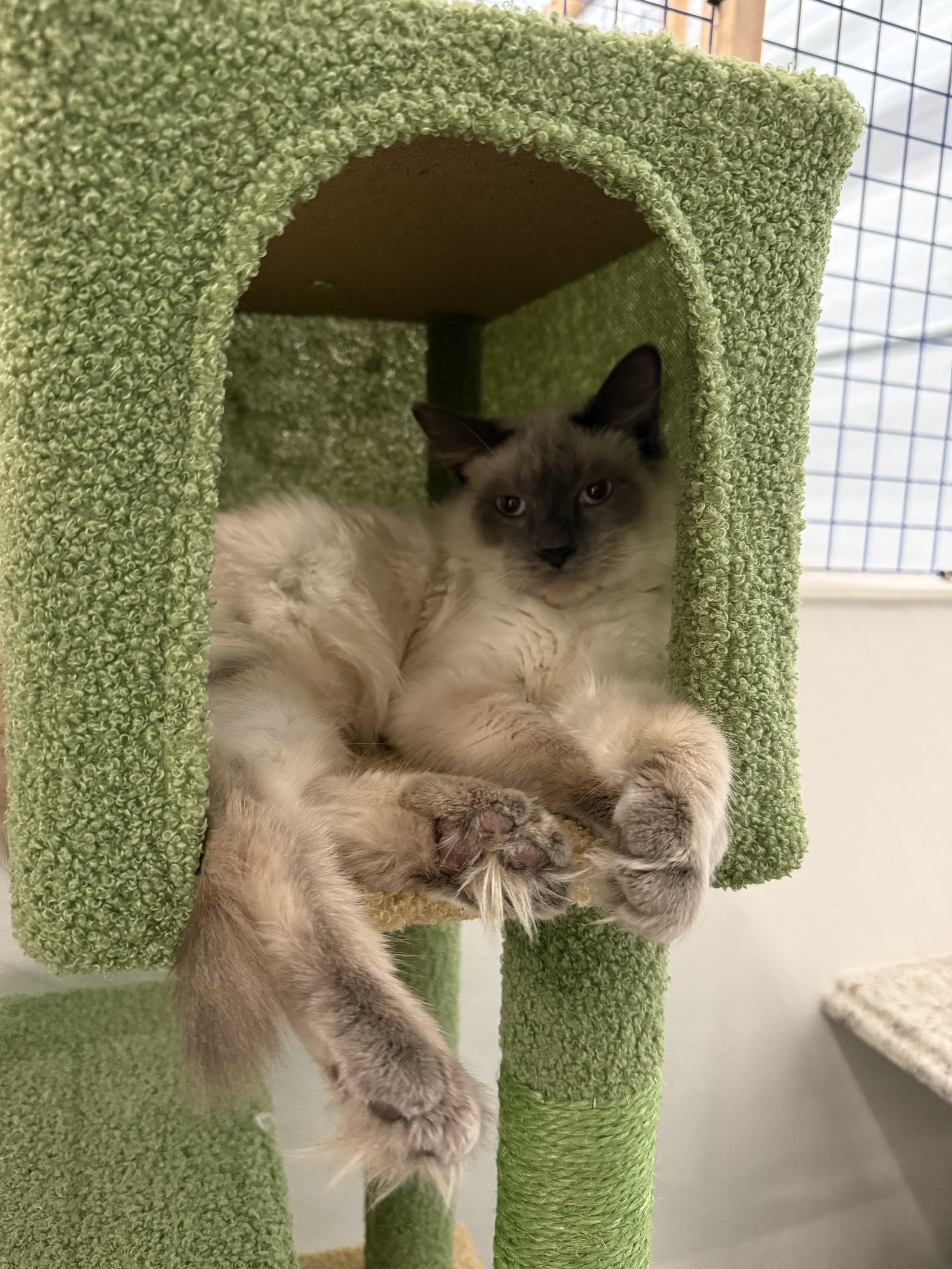 Enlarge Ardi and Onyx, an adopted Ragdoll in Pomona, CA image 6/6
