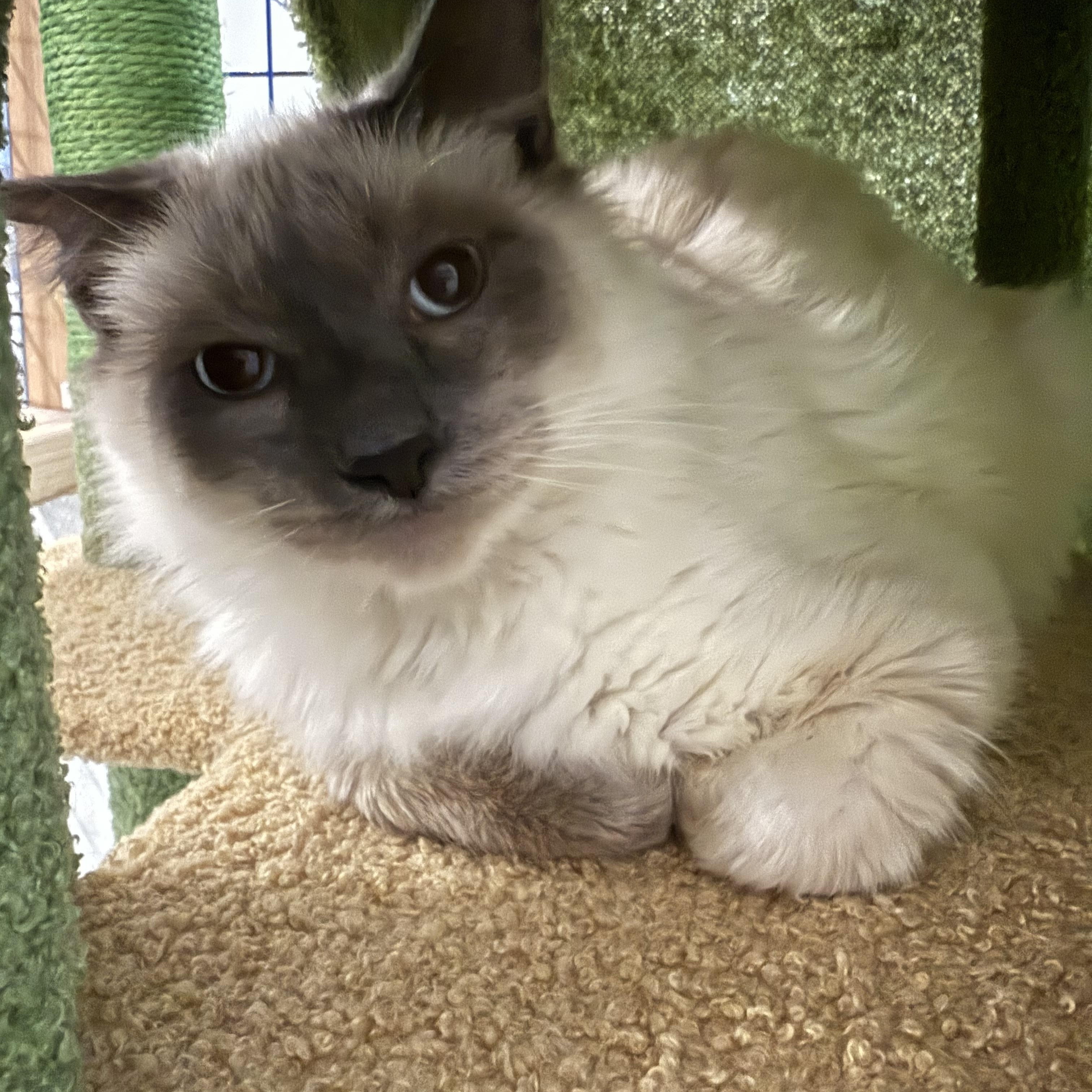Enlarge Ardi and Onyx, an adopted Ragdoll in Pomona, CA image 3/6