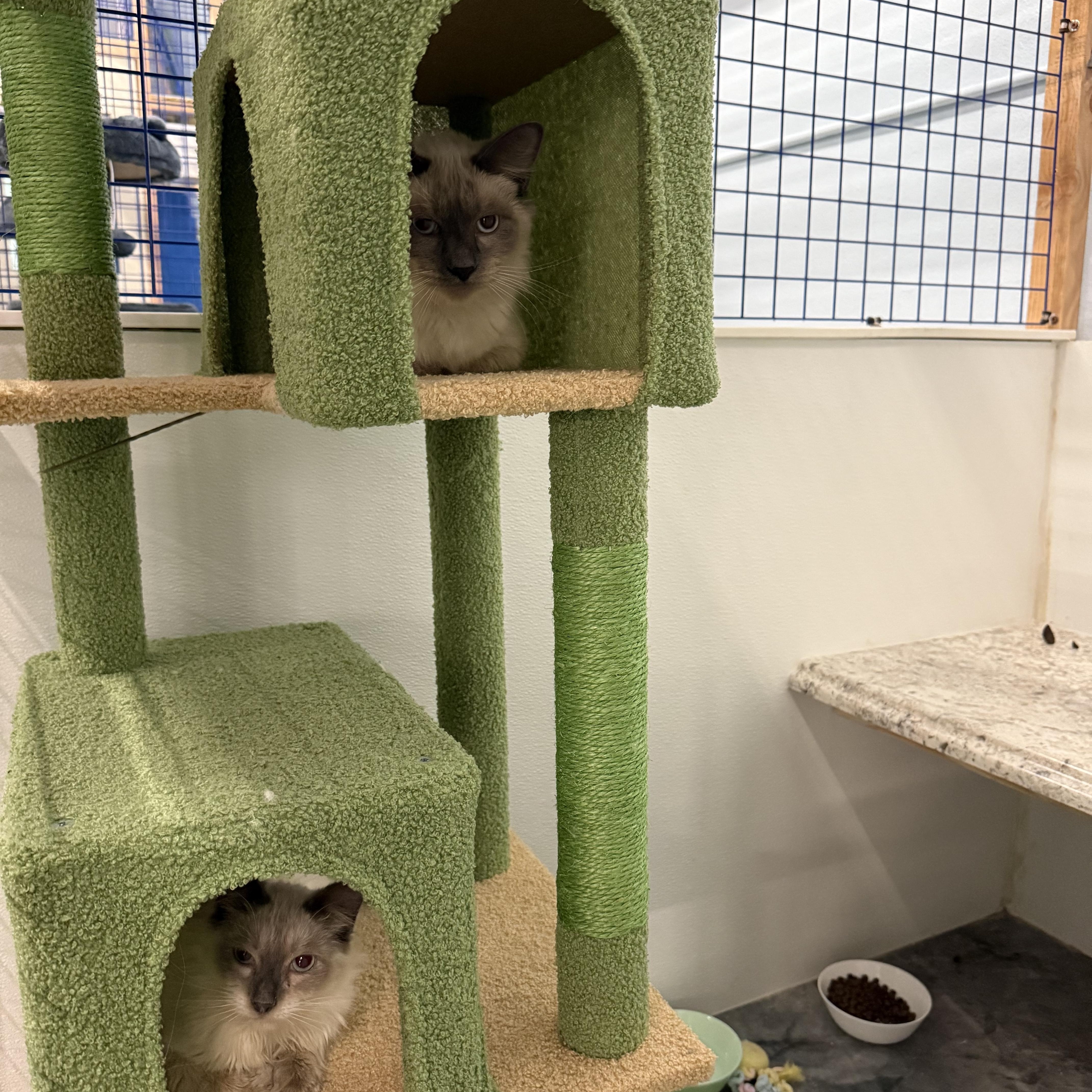 Enlarge Ardi and Onyx, an adopted Ragdoll in Pomona, CA image 2/6