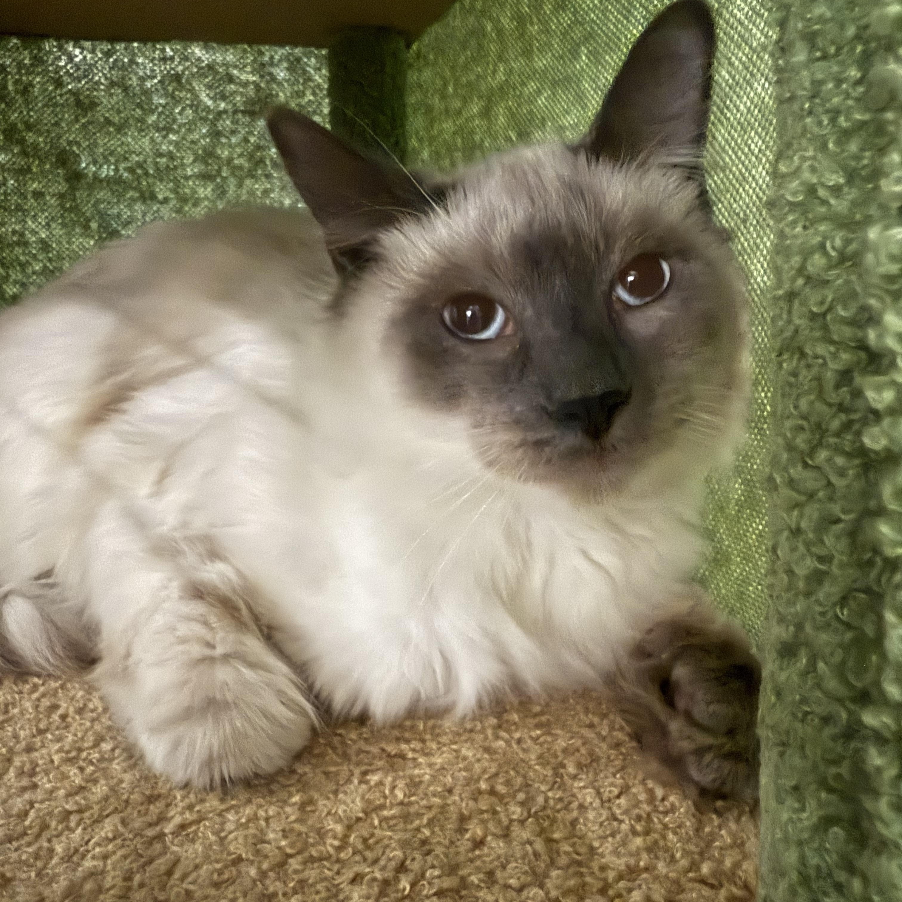Enlarge Ardi and Onyx, an adopted Ragdoll in Pomona, CA image 4/6