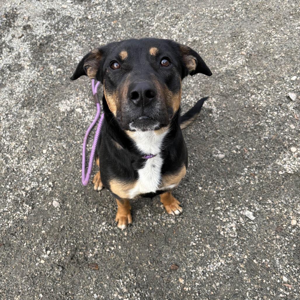 Beans, Adoptable, Adult Female Shepherd.