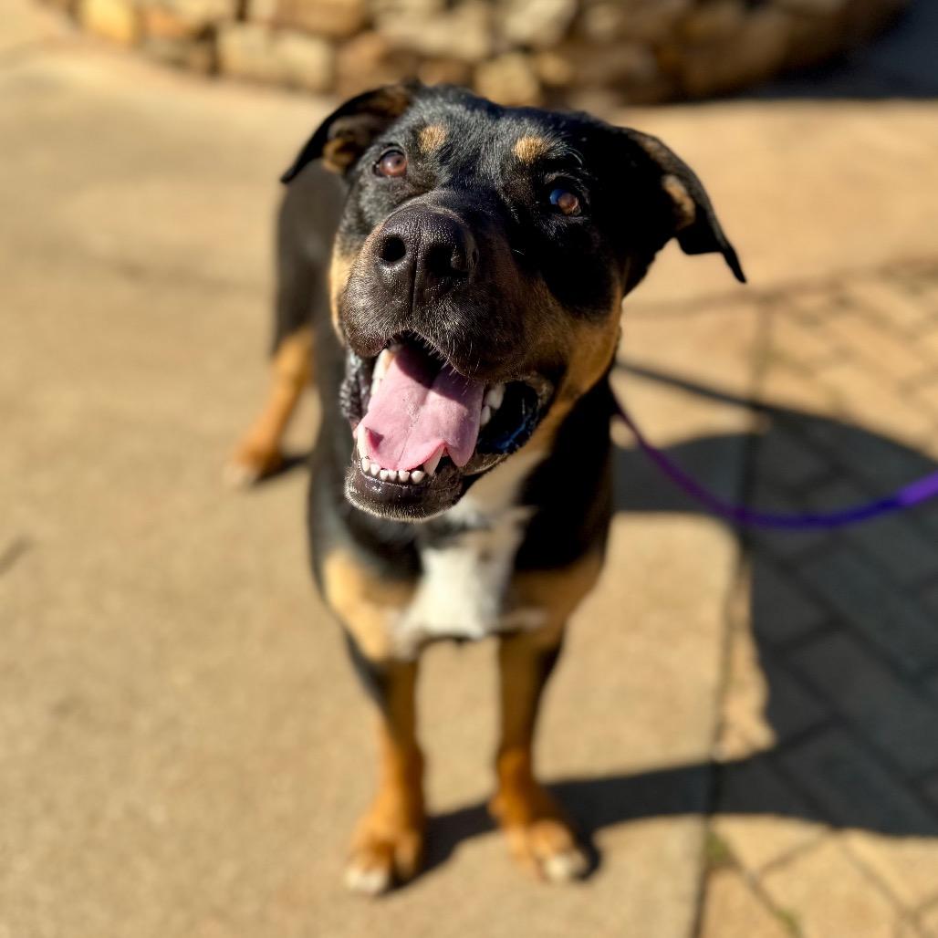 Enlarge Beans, a Adoptable mixed breed in Greenville, SC image 2/6