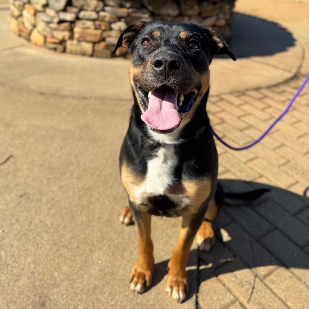 Enlarge Beans, a Adoptable mixed breed in Greenville, SC image 3/6