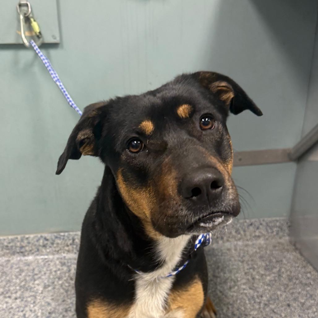 Enlarge Beans, a Adoptable mixed breed in Greenville, SC image 4/6