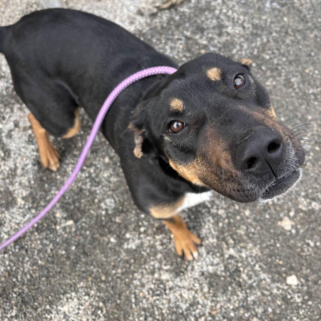 Enlarge Beans, a Adoptable mixed breed in Greenville, SC image 6/6