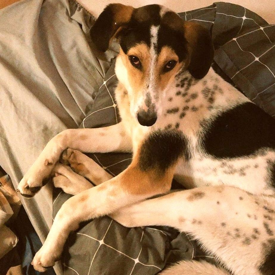 Enlarge Boris, a ADOPTABLE mixed breed in Morristown, NJ image 4/6