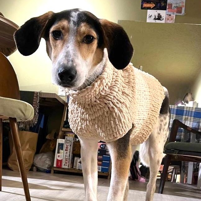 Enlarge Boris, a ADOPTABLE mixed breed in Morristown, NJ image 5/6