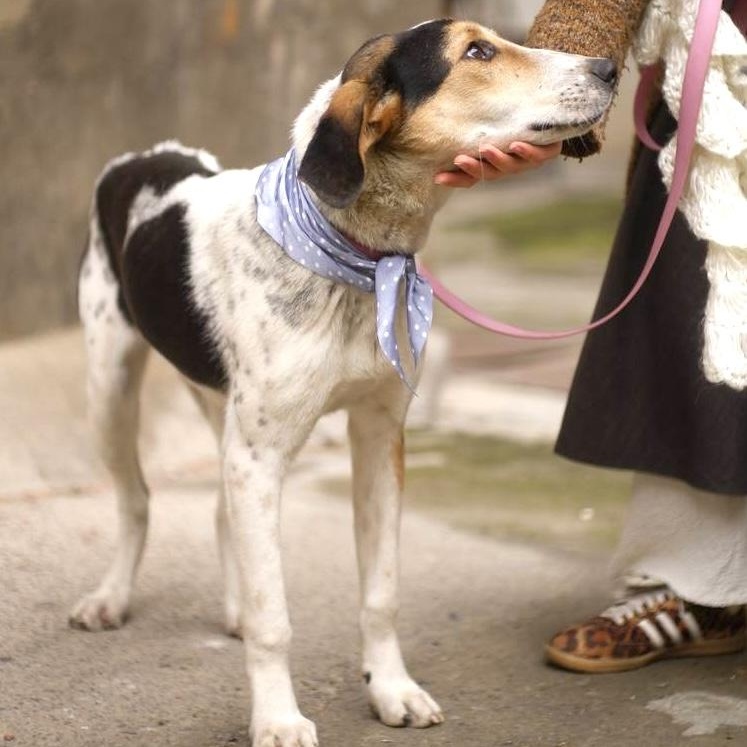 Enlarge Boris, a ADOPTABLE mixed breed in Morristown, NJ image 3/6