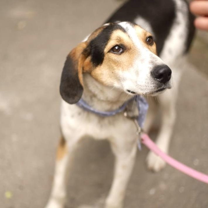 Enlarge Boris, a ADOPTABLE mixed breed in Morristown, NJ image 2/6