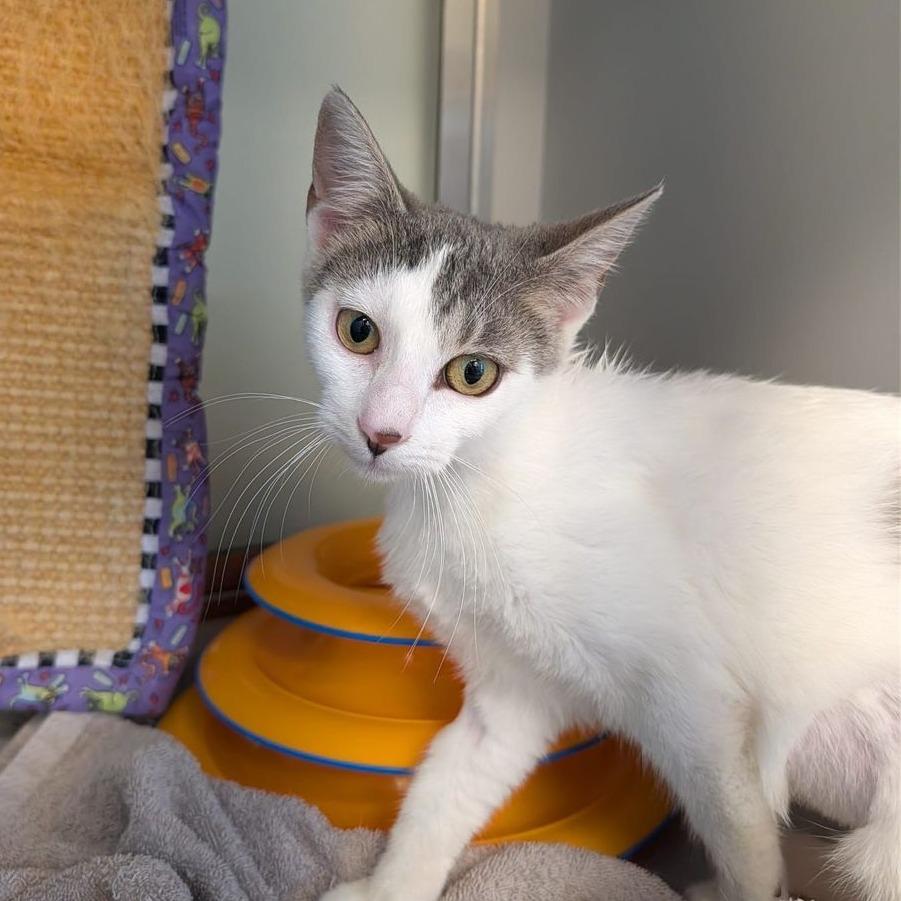 Enlarge Ophelia, a Adoptable Domestic Short Hair in Boston, MA image 1/3