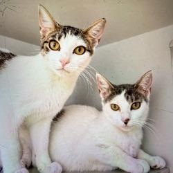 Enlarge Ophelia, a Adoptable Domestic Short Hair in Boston, MA image 3/3