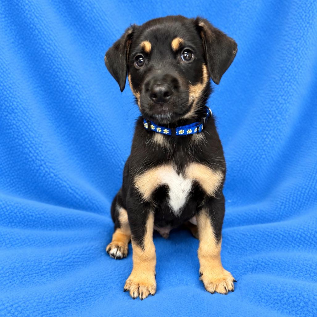 Enlarge Benny, a Adoptable mixed breed in St. Peters, MO image 1/5