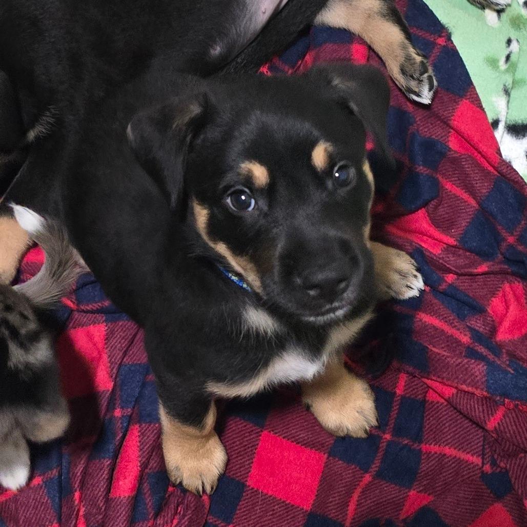 Enlarge Benny, a Adoptable mixed breed in St. Peters, MO image 2/5