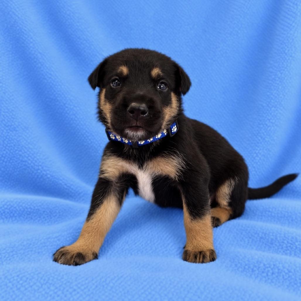 Enlarge Benny, a Adoptable mixed breed in St. Peters, MO image 3/5