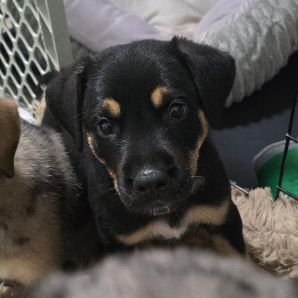 Enlarge Benny, a Adoptable mixed breed in St. Peters, MO image 4/5