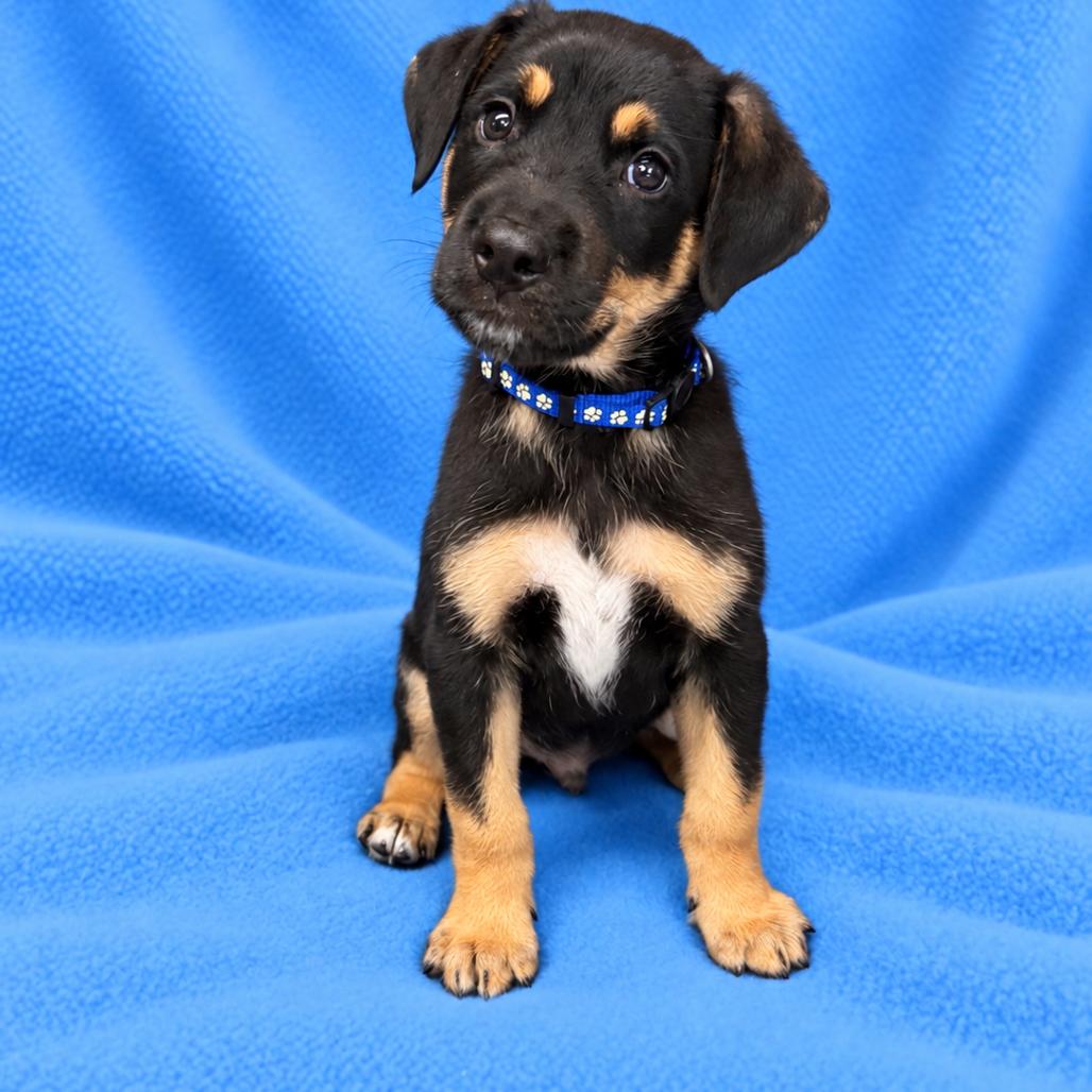 Enlarge Benny, a Adoptable mixed breed in St. Peters, MO image 5/5