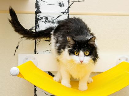 Berry, Adoptable, Adult Female Domestic Medium Hair & Domestic Short Hair.