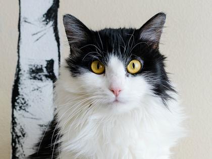 Enlarge Berry, a Adoptable mixed breed in Longmont, CO image 2/3