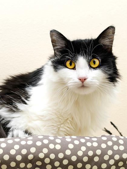 Enlarge Berry, a Adoptable mixed breed in Longmont, CO image 3/3