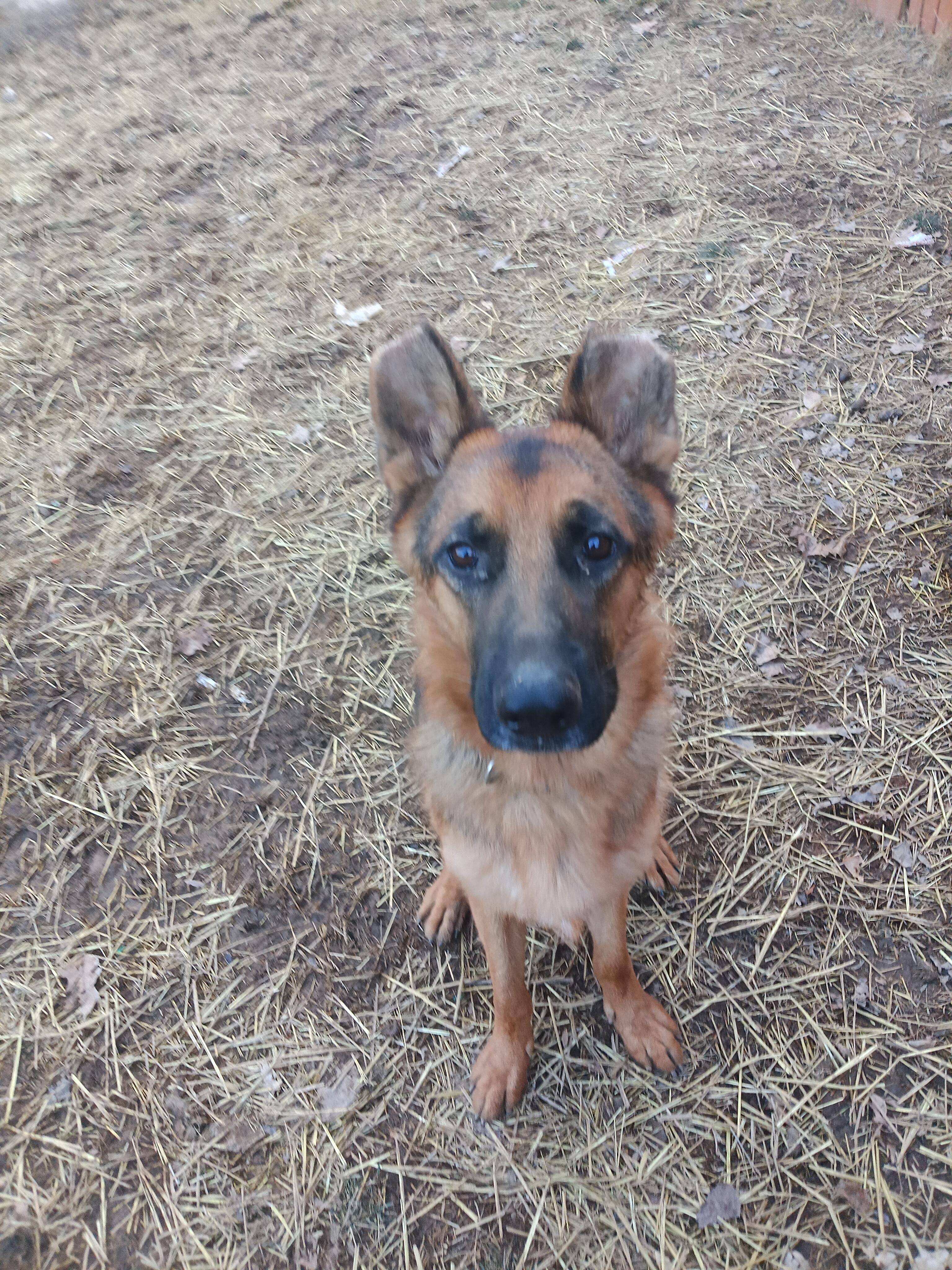 Enlarge ZEUS, a ADOPTABLE German Shepherd Dog in Wilmington, DE image 4/5
