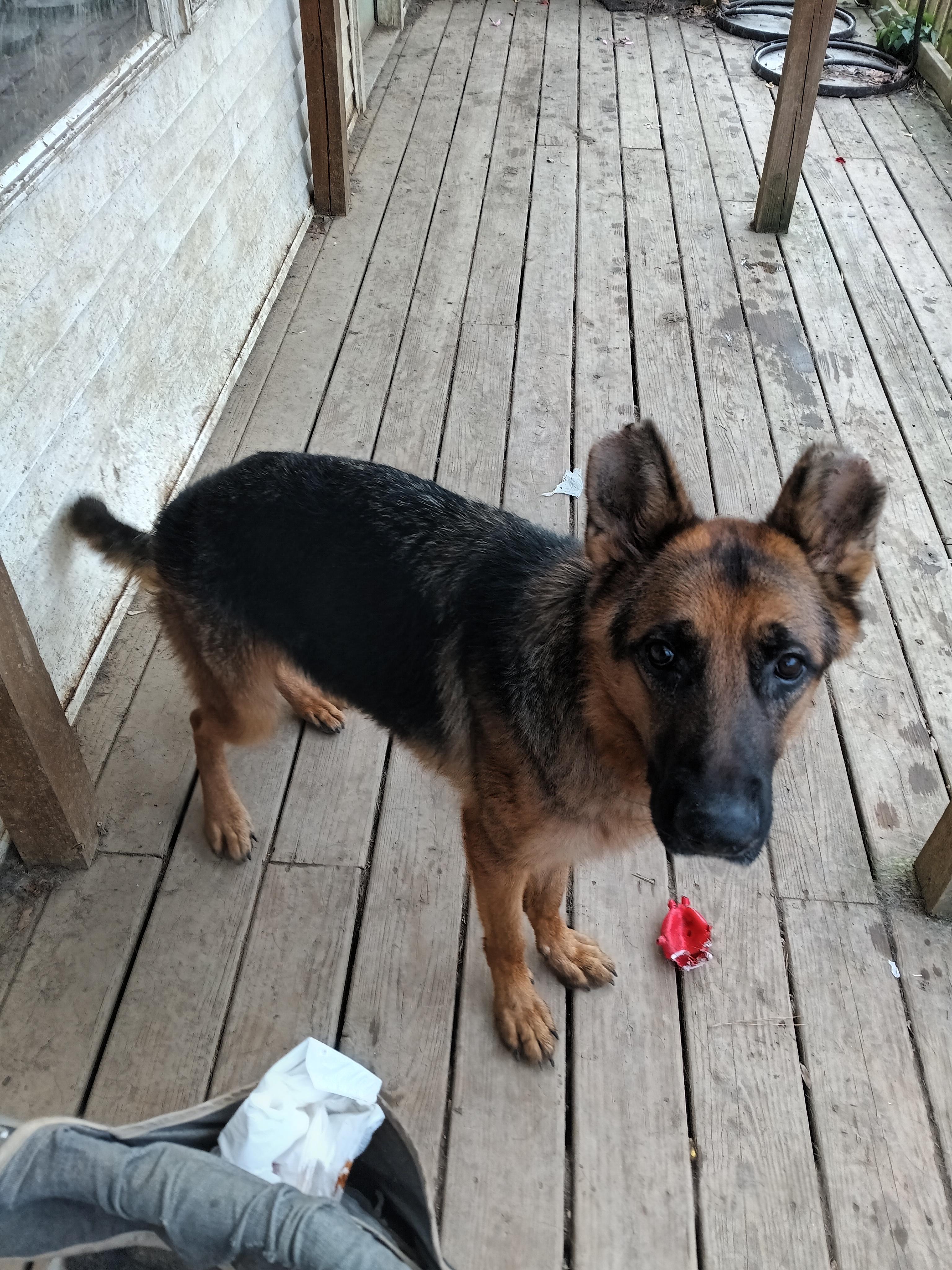Enlarge ZEUS, a ADOPTABLE German Shepherd Dog in Wilmington, DE image 5/5